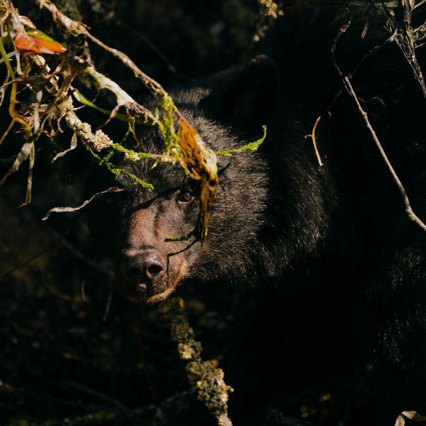 A black bear looking out of a cave