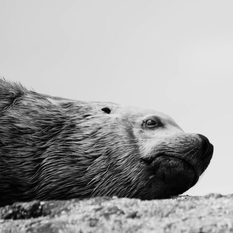 a close up of a seal