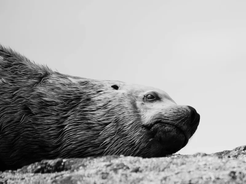 a close up of a seal