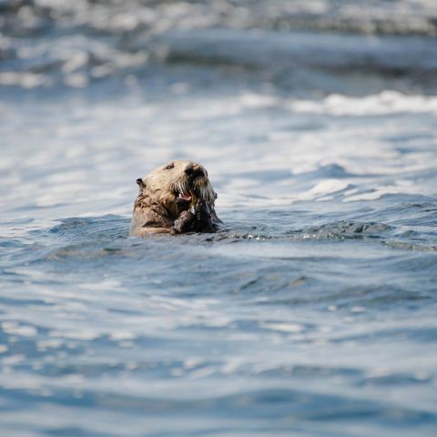 An otter swimming in a body of water