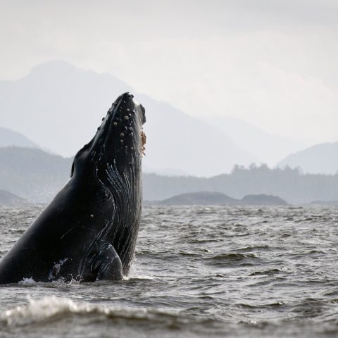 a whale jumping out of the water with a mountain in the background