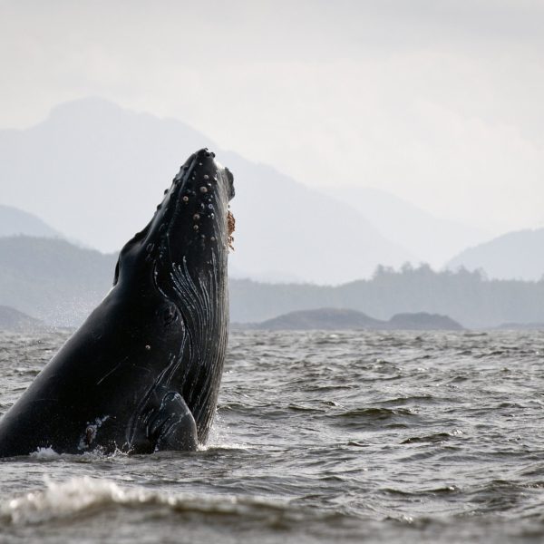 a whale jumping out of the water with a mountain in the background