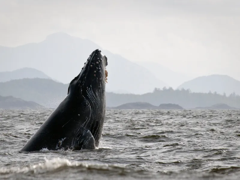 a whale jumping out of the water with a mountain in the background