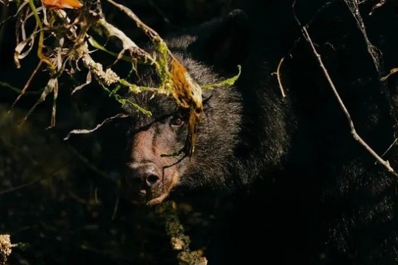 bear on the branch of a tree