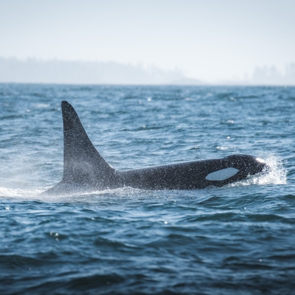 An Orca in Tofino