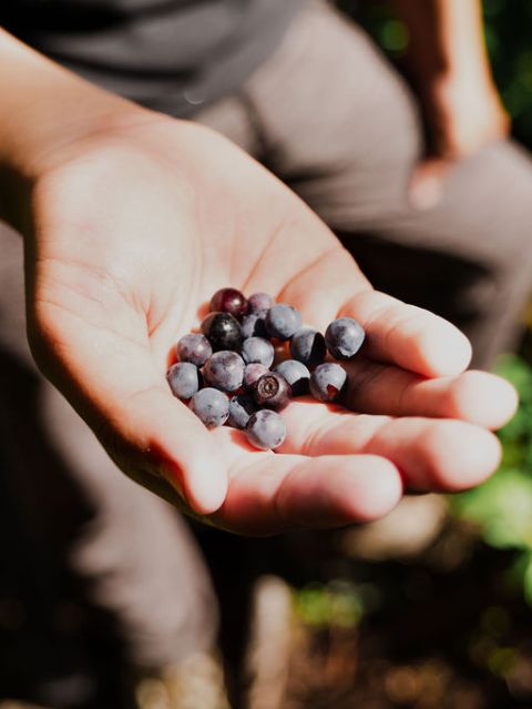 a close up of a hand holding a fruit