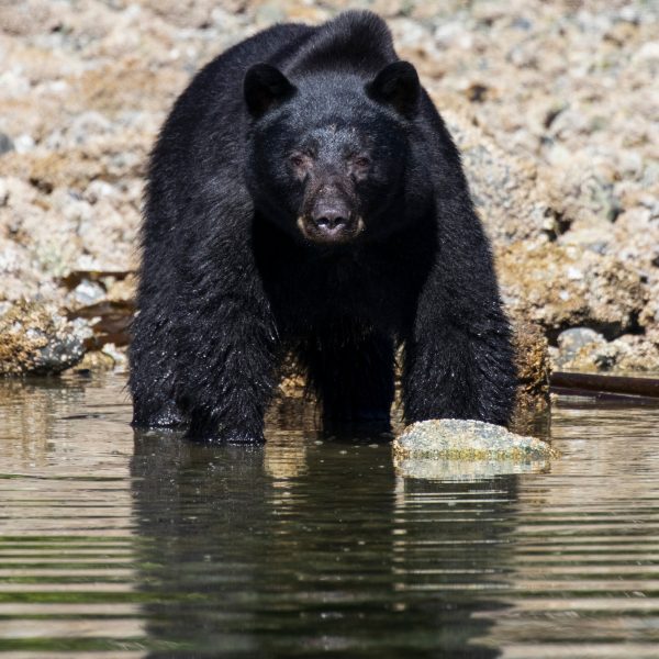 A bear in the water
