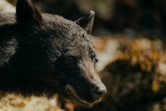 a close up of a bear
