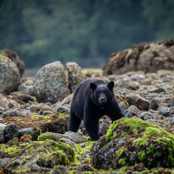Black bear walking across rocky shoreline covered in green moss, highlighting North American wildlife in natural forest habitat for eco-tourism and adventure travel.
