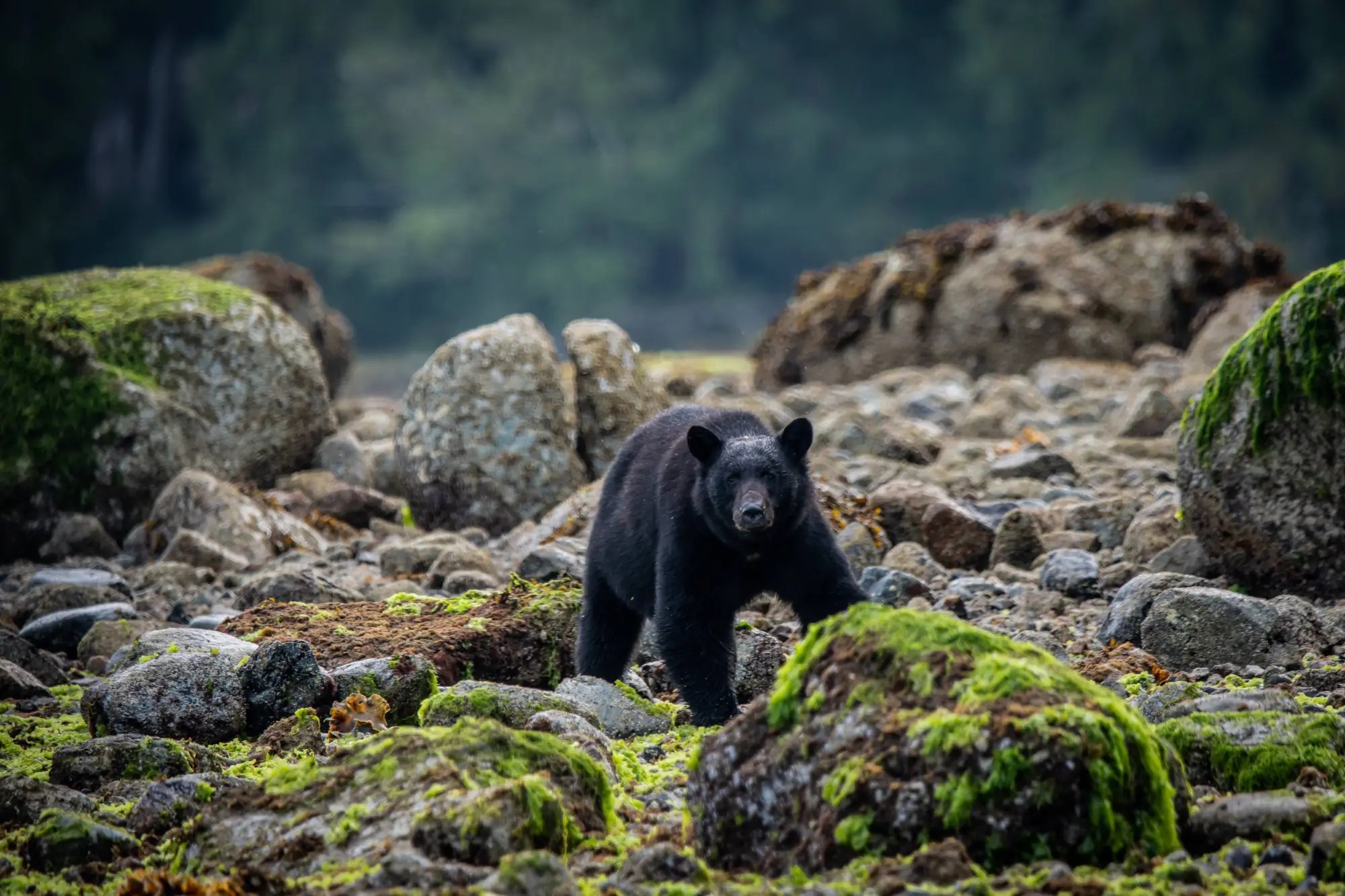 Black bear walking on moss-covered rocky terrain with forest in background.