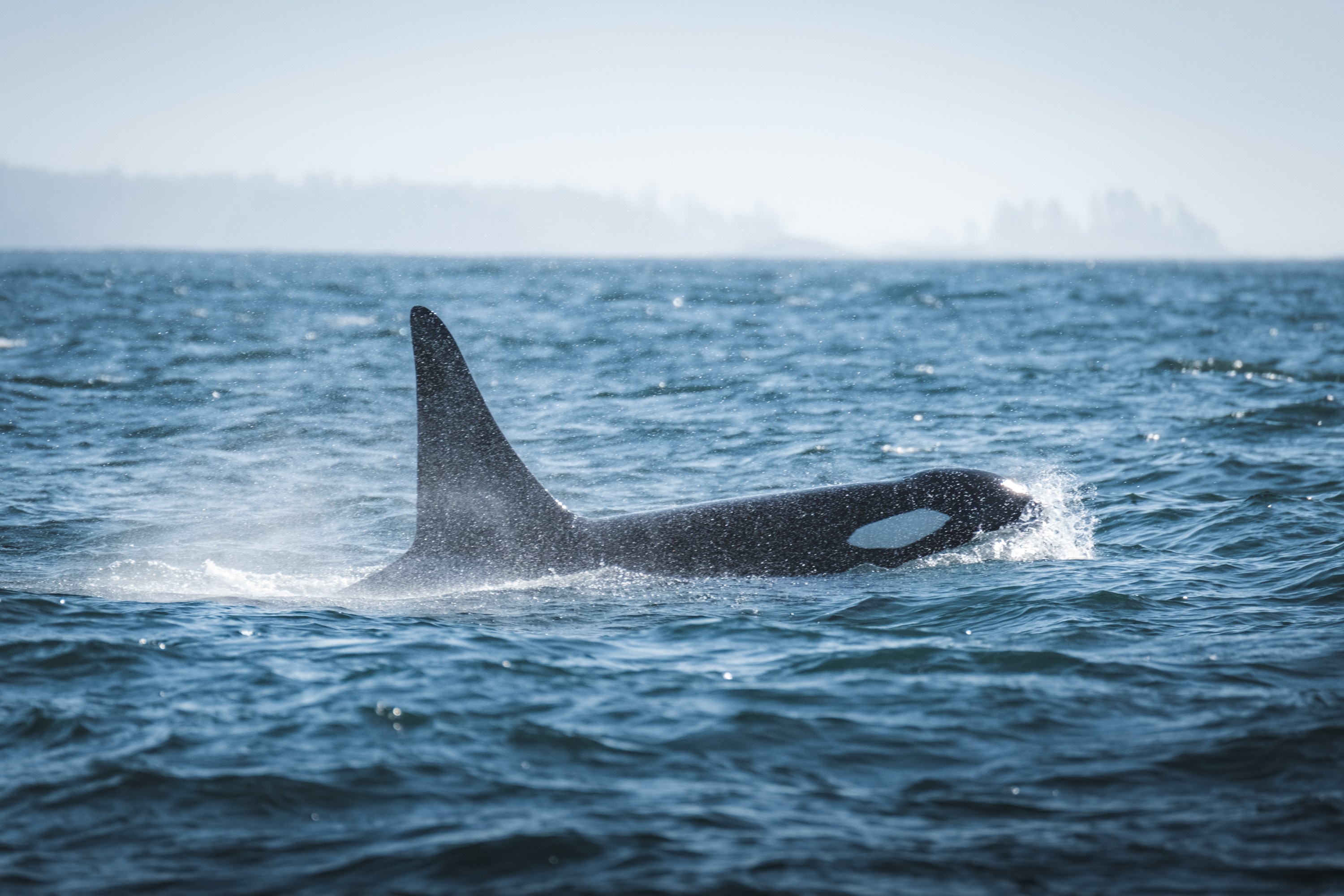 Orca swimming at the ocean surface with a visible dorsal fin.